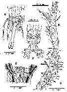 Espèce Cymbasoma californiense - Planche 2 de figures morphologiques