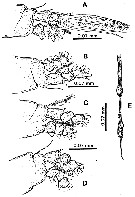 Espèce Cymbasoma californiense - Planche 4 de figures morphologiques