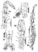 Species Monstrilla elongata - Plate 7 of morphological figures