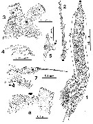 Species Monstrilla satchmoi - Plate 1 of morphological figures