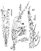Species Monstrillopsis fosshageni - Plate 1 of morphological figures