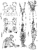 Espce Monstrilla longa - Planche 2 de figures morphologiques