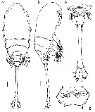Species Caribeopsyllus chawayi - Plate 5 of morphological figures