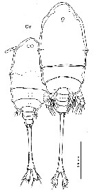 Espce Caribeopsyllus chawayi - Planche 6 de figures morphologiques