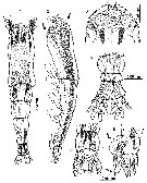 Espce Cymbasoma quintanarooense - Planche 10 de figures morphologiques