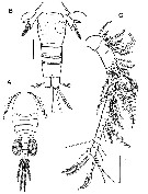 Espce Paracycloppina sacklerae - Planche 1 de figures morphologiques
