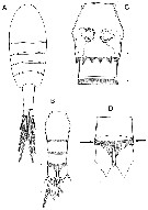 Espèce Boholina parapurgata - Planche 1 de figures morphologiques