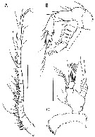 Espèce Boholina parapurgata - Planche 2 de figures morphologiques