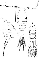 Espèce Boholina parapurgata - Planche 6 de figures morphologiques