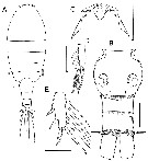 Espce Boholina munaensis - Planche 1 de figures morphologiques