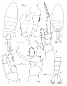 Species Centropages brachiatus - Plate 2 of morphological figures
