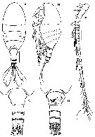 Espèce Stephos geojinensis - Planche 1 de figures morphologiques