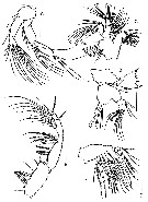 Espèce Stephos geojinensis - Planche 2 de figures morphologiques