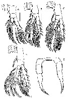 Species Stephos projectus - Plate 3 of morphological figures