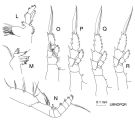 Espèce Subeucalanus longiceps - Planche 2 de figures morphologiques