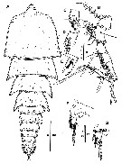 Espèce Goniopsyllus dokdoensis - Planche 6 de figures morphologiques