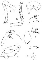 Espèce Laitmatobius crinitus - Planche 2 de figures morphologiques