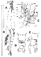 Species Cymbasoma sinopense - Plate 1 of morphological figures