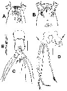 Species Cymbasoma sinopense - Plate 2 of morphological figures