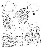 Species Cymbasoma sinopense - Plate 3 of morphological figures