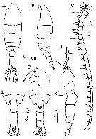 Espèce Centropages mohamedi - Planche 1 de figures morphologiques