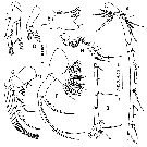 Espèce Tortanus (Atortus) andamanensis - Planche 2 de figures morphologiques