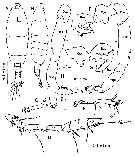 Espèce Tortanus (Atortus) andamanensis - Planche 5 de figures morphologiques