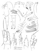 Espèce Euaugaptilus graciloides - Planche 1 de figures morphologiques