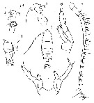 Espèce Labidocera rotunda - Planche 13 de figures morphologiques