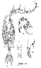 Species Labidocera rotunda - Plate 17 of morphological figures
