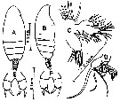 Species Scolecithricella tropica - Plate 3 of morphological figures