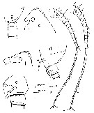 Espèce Scottocalanus securifrons - Planche 26 de figures morphologiques