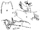 Espèce Scottocalanus securifrons - Planche 27 de figures morphologiques