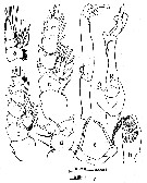 Species Scottocalanus securifrons - Plate 28 of morphological figures