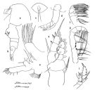 Espèce Euaugaptilus indicus - Planche 1 de figures morphologiques