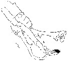 Espèce Macandrewella cochinensis - Planche 12 de figures morphologiques