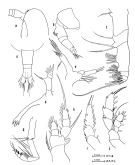 Espèce Euaugaptilus latifrons - Planche 1 de figures morphologiques