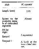 Espce Macandrewella agassizi - Planche 5 de figures morphologiques