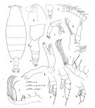 Species Euaugaptilus luxus - Plate 1 of morphological figures
