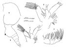 Espèce Euaugaptilus nodifrons - Planche 4 de figures morphologiques