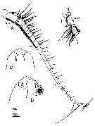Espèce Labidocera kuwaitiana - Planche 2 de figures morphologiques