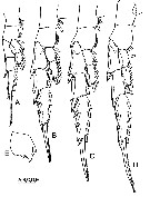 Espèce Labidocera kuwaitiana - Planche 5 de figures morphologiques