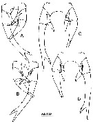 Espèce Labidocera kuwaitiana - Planche 7 de figures morphologiques
