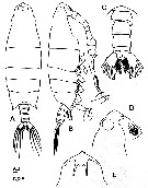 Espèce Labidocera kuwaitiana - Planche 8 de figures morphologiques