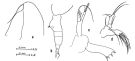 Espèce Euaugaptilus palumbii - Planche 3 de figures morphologiques