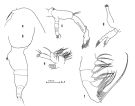 Espèce Euaugaptilus placitus - Planche 1 de figures morphologiques