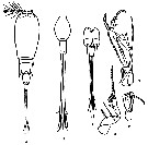 Espèce Corycaeus (Urocorycaeus) furcifer - Planche 17 de figures morphologiques