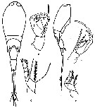 Species Corycaeus (Urocorycaeus) lautus - Plate 21 of morphological figures