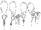 Espèce Corycaeus (Monocorycaeus) robustus - Planche 10 de figures morphologiques