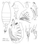 Espèce Euaugaptilus mixtus - Planche 1 de figures morphologiques